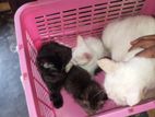 Mix Persian Cat and Kittens