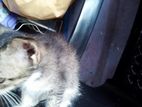 Mix Persian Cat for Kind Home