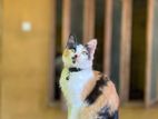 Mix Persian Cat