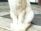 Mix Persian Cat for Kind Home