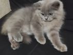 mix persian cat