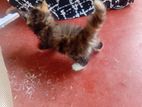 Mix Persian Cat