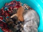 Mix persian cat- Homemade