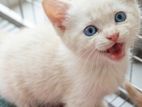 Mix Persian Cats