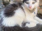 Mix Persian