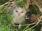 Cat for Kind Home