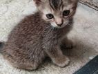 Mix Persian Kitten