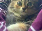 Mix Persian Cat