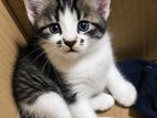 mix Persian