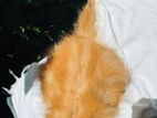 Mix Persian Kitten