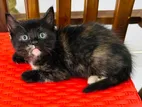 Mix Persian Kittens