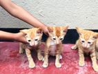 Mix Persian Kittens
