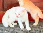 Mix Persian kittens