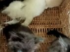 mix persian kittens