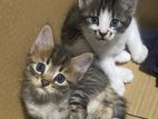 Mix Persian Kittens