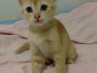Mix Persiyan Kitten for Kind Home