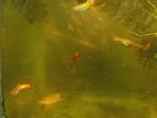 Guppy Fish