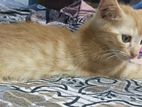 mixed breed cats