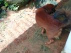 (Mixed-Breed Dog