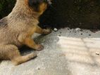 Mixed Breed Female Puppies ගැහැණු පැටවුන් Dog-kind Home