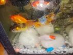 Mixed Colour Gold Fish