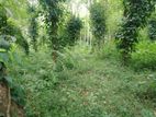 Mixed crop 20 Acres Land with walawwa