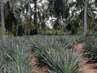 Mixed Crop(Coconut & Pineapple) Cultivated Land for Sale in Gampaha