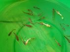 Mixed Guppies