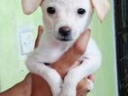 Mixed Japanese Spitz Puppies