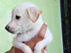 Mixed Japanese Spitz Puppies