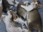 Mixed Persian Kittens