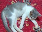Mixed Persian Female Kitten for Kind Home