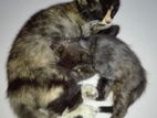 Mixed Persian Kitten