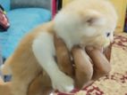 Mixed Persian Kittens