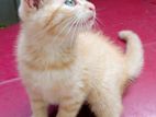 Mixed Persian Kittens