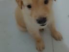 Labrador Mixed Puppies