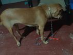 Dog for Kind Home