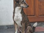 Dog for Kind Home