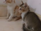Persian Kittens