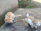 Persian Mix Kittens