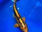 Mizuho Ogon Koi Fish