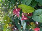 Anthuriyum Plant