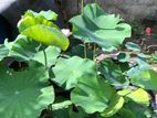 මල් සහිත නෙලුම් පදුරු