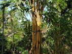 මල් උණ ගස් Bamboo Tree