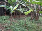 (ML156) 36 perch Bare Land for Sale in Near Mahinda Vidyalaya Galle