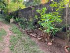 (ML179) 10 Perch Land for Sale in Thalawathugoda