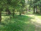 (ML254) 310 Perch Land For Sale in Wariyapola