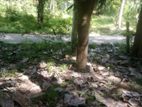 (ML439) 27.5 Perch Land For Sale in Kurunegala