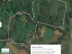මල්වාන රඹුටන් ඉඩම - Rambutan Land For Sale In Malwana