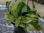 මනි ප්ලාන්ට්ස්